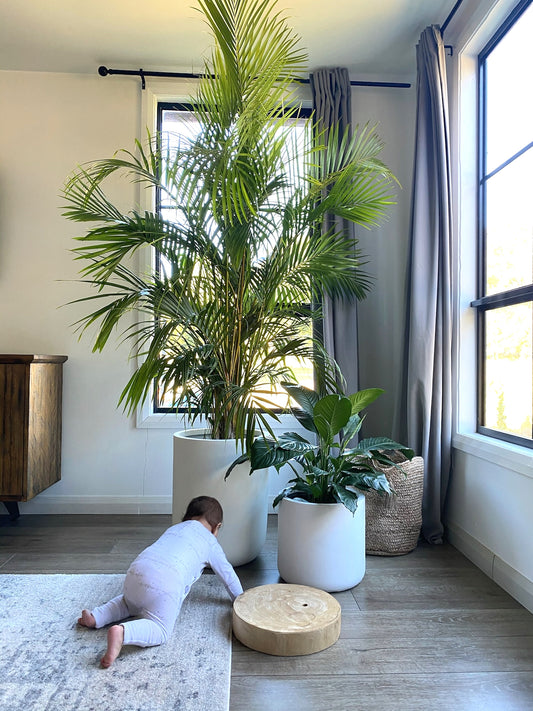 Why should you invest in Indoor Plants?